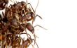 Ameisenkolonien mit Armee Ameisen sammeln