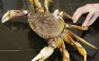 Wie Kochen und putzen eine frische Dungeness Krabbe