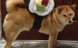 Sushi Rollen Hund Kostüm