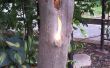 Baum-Glied Akzentlicht