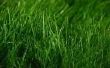 Go Green von wachsenden Green: wie man Energie aus Grass