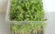 Wachsenden Sonnenblumen Micro Greens in einer Plastikbox Salat