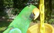 Fun-Blumentopf Papagei Feeder