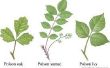 Wie Poison Ivy, Eiche und Sumach heilen