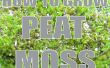 Wie Sie wachsen: Peat Moss