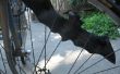 BikeSpoke Fledermäuse