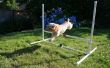 Dog Agility Jump