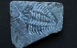 0,00001 Jahre alte fossile