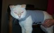 Katze-Donner-Shirt