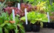 Leicht zu machen Plant Marker von Mini-Jalousien