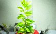Meine erste Hydrokultur Pflanze (Leitfaden für Anfänger)