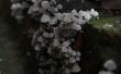 Ein Cluster Pilze