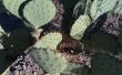 Pflanze ein Prickly Pear Cactus
