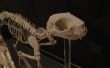3D print Katze Skelett