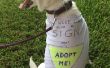 No-Nähen Sie einfach recycelt Hund T-shirt