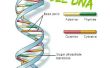 Gewusst wie: extrahieren und sehen DNA für billig