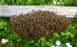 Ein Bienenschwarm sammeln