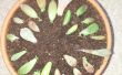 Wie man schnell Root/propagieren Sukkulenten aus Blättern