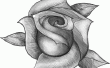 Zeichnung einer realistischen Rose