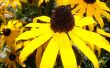 Gelbe Sonne Blume