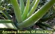 Erstaunliche Vorteile von Aloe Vera