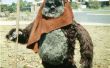 Ewoks costume  for my son home made