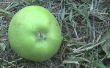 Ernte Äpfel organisch