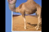 Wie man einen Kopf zu setzen, die eventuell nicht dein sein, auf einem Kamel