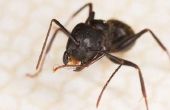 Schnelle und einfache Indoor/Outdoor Ant vergiften