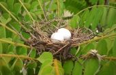 Vogel-Nest von der Schale von