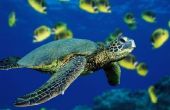 Eine Unterwasser Schildkröte Kostüm einfach gemacht
