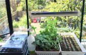 Urban Farming: Indoor Starter Pflanzen aus Samen