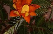 Immergrüne Orange Blume