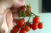 Cherry-Tomaten aus Stecklingen zu wachsen. Ein Newbie Guide. 