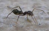 Gewusst wie: Ameisen loszuwerden