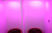 Hohe Licht Pflanzen in Innenräumen ohne Hydrokultur wachsen