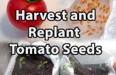 Wie Sie ernten und bepflanzen Tomate Samen
