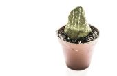 Verkümmerte Pflanzen in schönen Kaktus zu verwandeln! 