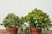 Jade-Pflanzen: So einfach zu pflegen In der Heimat & im Garten