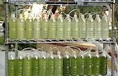 Eine Algen Bioreaktor aus recycelten Wasserflaschen