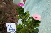 Mini Schäfer Haken für Topfpflanzen Pflanzen