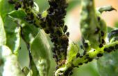 Bio-Knoblauch-Infusion gegen Pflanze Läuse schwarze Blattlaus