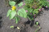 Wirkt Wunder wachsen wirklich das Wachstum der Sonnenblume Pflanze während der Keimung und den frühen Stadien des Wachstums der Pflanze nach? 