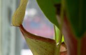 Nepenthes-Kannenpflanze Blumenerde Mix von Grund auf neu