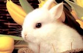 Grundlegende Leben Falle für Kaninchen, Eichhörnchen und andere Tiere