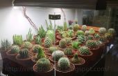 DIY-Kaktus Anzeige Tank! 