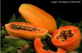 Mit Papaya als ein Mehrzweck hausgemachte Remidies