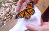 Monarch-Schmetterlingsfarm