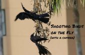 Schießen Vögel im laufenden Betrieb (mit einer Kamera)