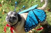 Schmetterling Tier Kostüm